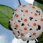 Hoya carnosa flowers