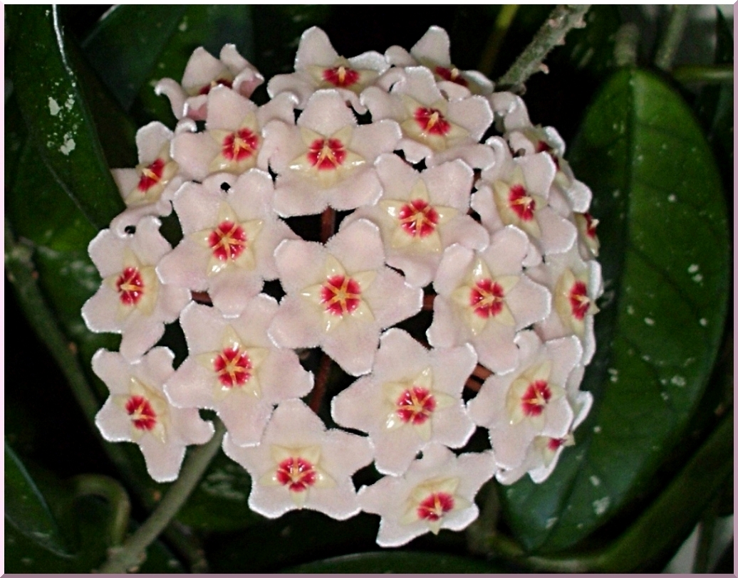 Hoya Carnosa flowers