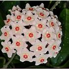 Hoya Carnosa flowers