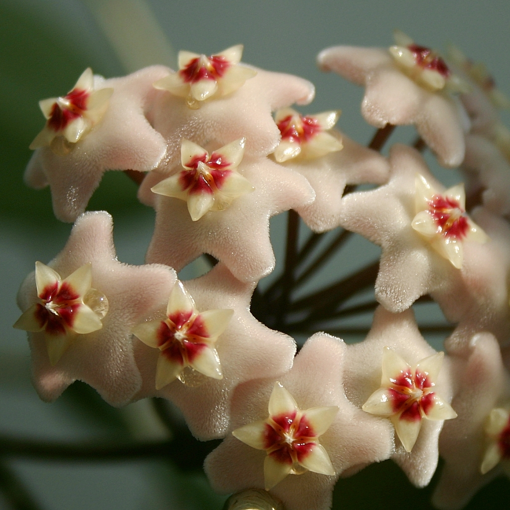 Hoya Carnosa flowers