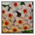 Hoya Carnosa - Wachsblume