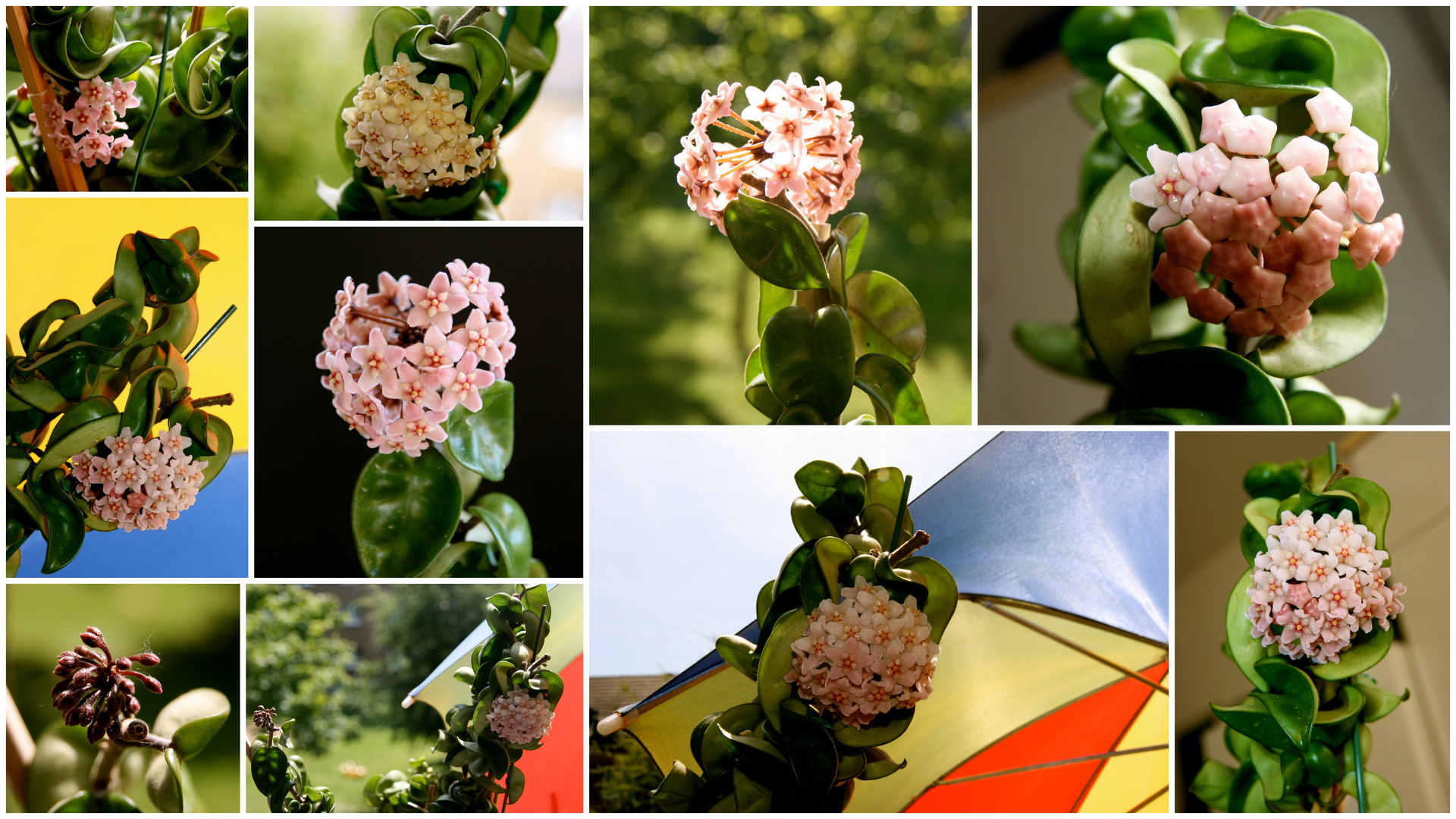 Hoya carnosa (Wachsblume, Porzellanblume)