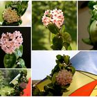 Hoya carnosa (Wachsblume, Porzellanblume)