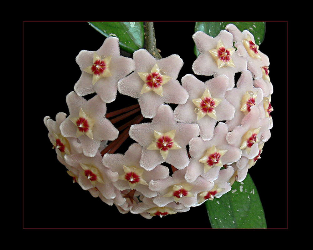 Hoya