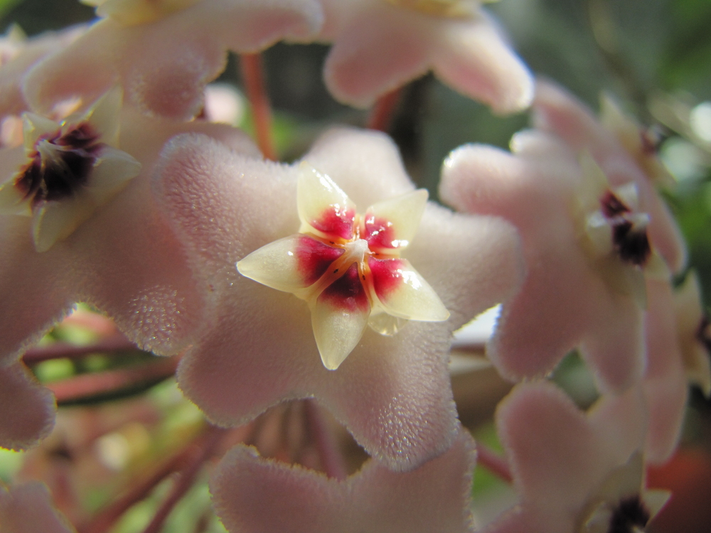 Hoya die Wunderschöne