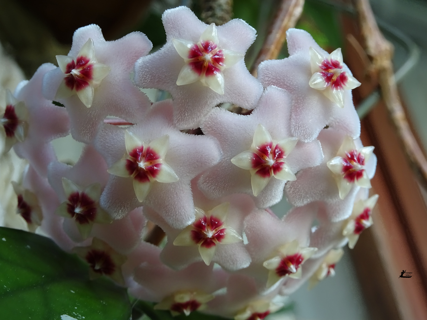 Hoya