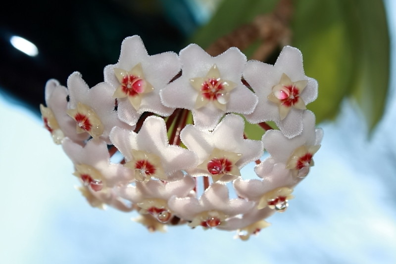 Hoya fiorita la pianta dai fiori di cera Foto Immagini piante