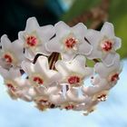 Hoya fiorita: la pianta dai fiori di cera