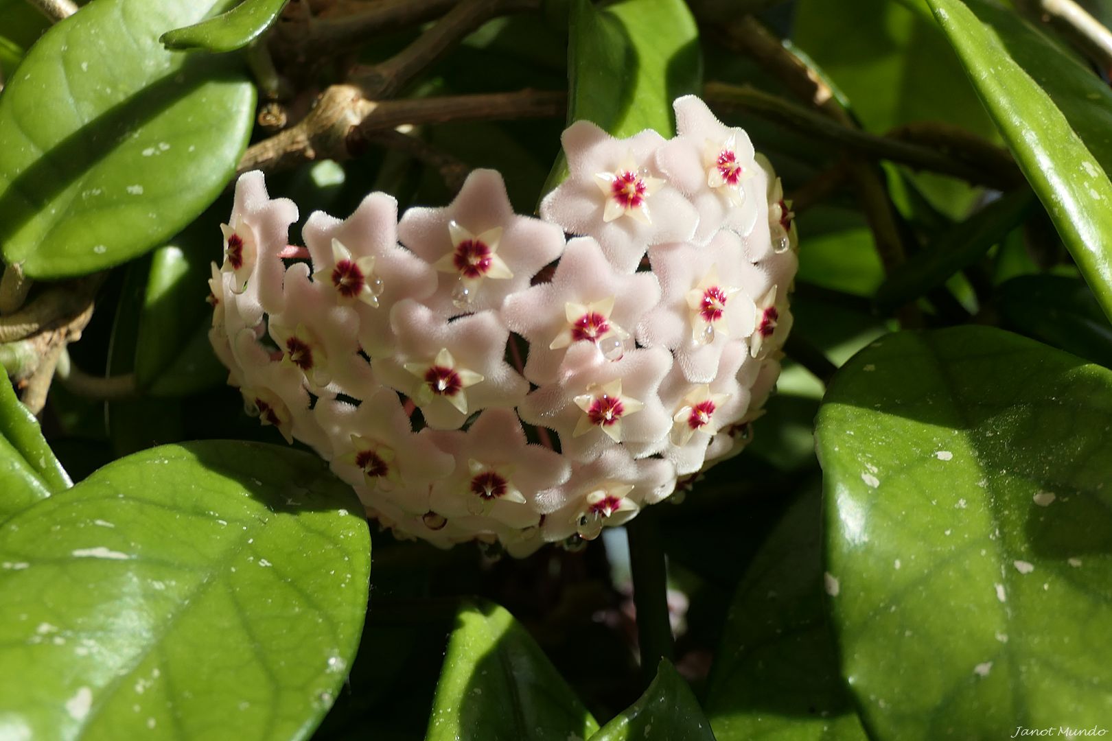 Hoya fleur de porcelaine.....