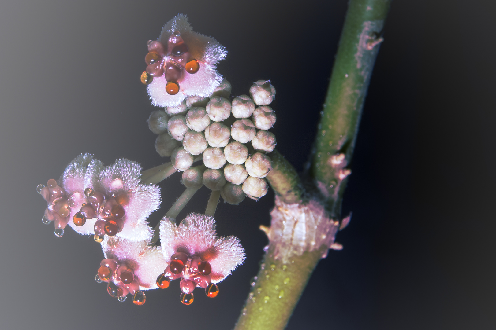 Hoya kerrii