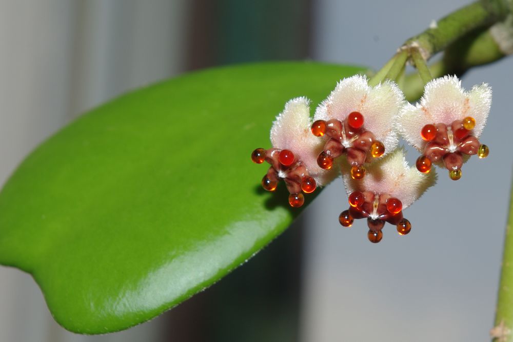 hoya kerrii