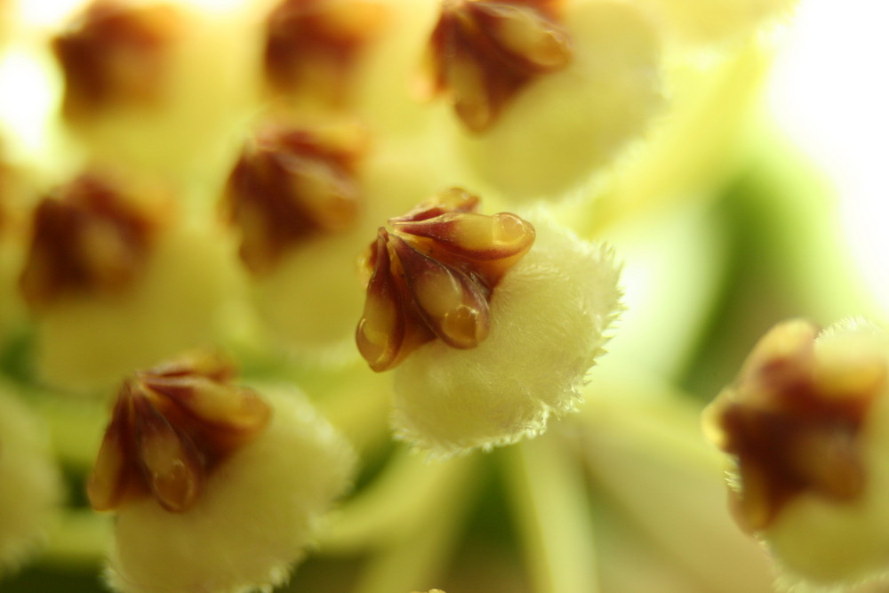 Hoya Lacunosa // Wachsblume