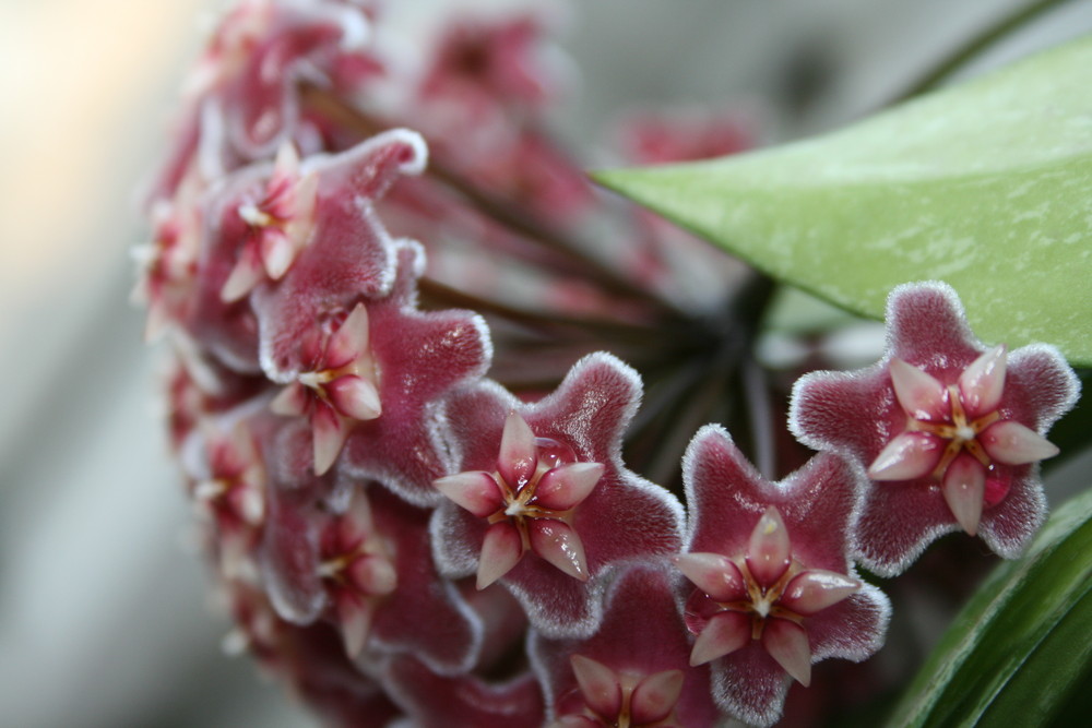 Hoya Pupicalyx