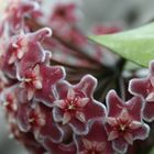 Hoya Pupicalyx