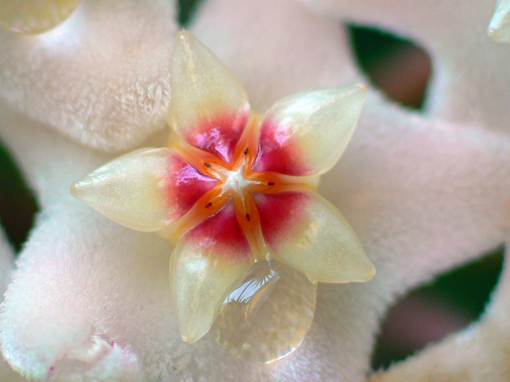 Hoya Sternchen