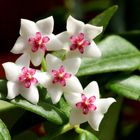 Hoya - Wachsblume - Porzellanblume