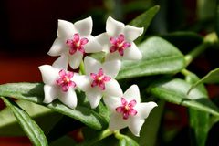 Hoya - Wachsblume - Porzellanblume