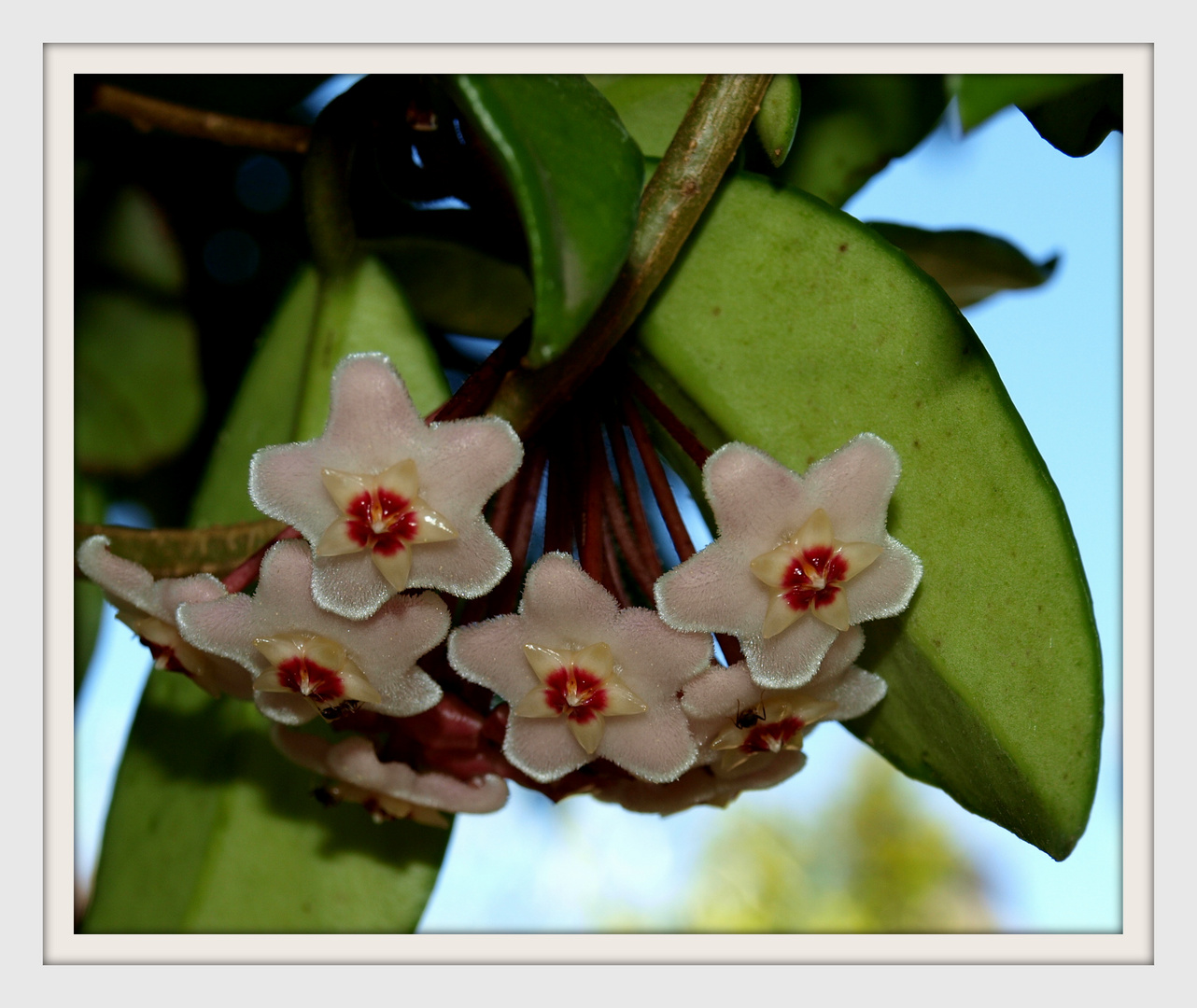 ***Hoya***Wachsblume***