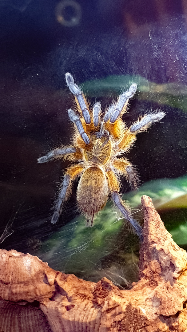 H.pulchripes 0.1