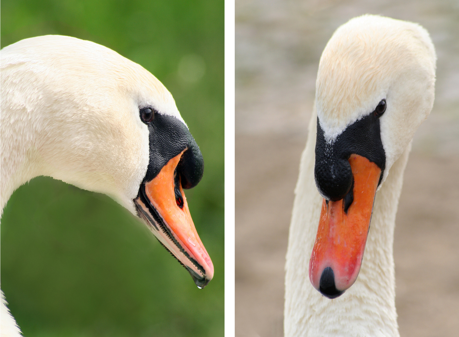 Hr. Schwan im Portrait