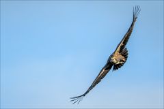 _HRE8103_ga?nsegeier_fc