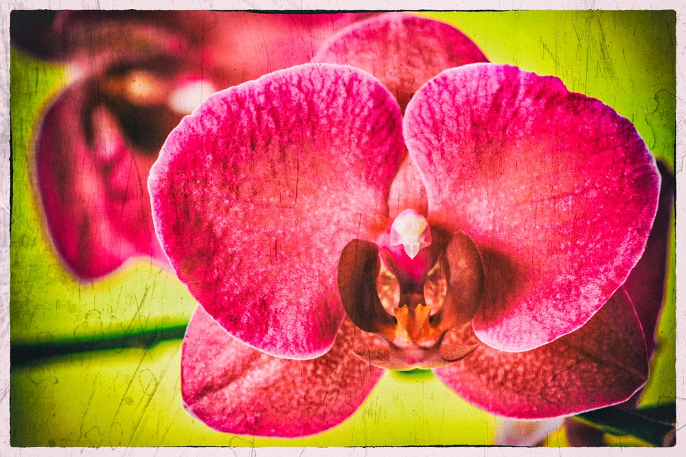 [HS©]-»Orchideen«-171104-001