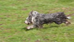 HSD - High Speed Dog