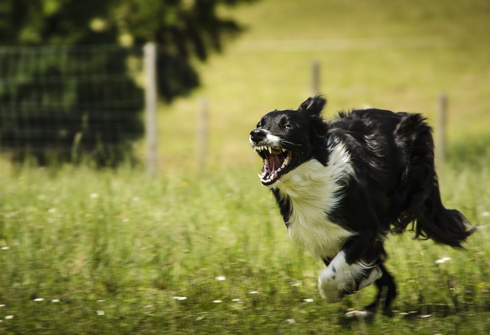 HSH - High Speed Hund :-)