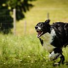 HSH - High Speed Hund :-)