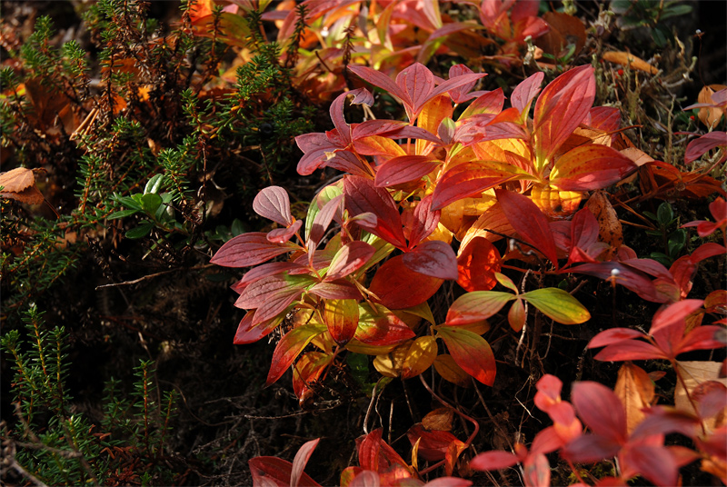 "Høstblomster"