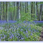 Hêtraie de Hal et son tapis de jacinthes des bois.