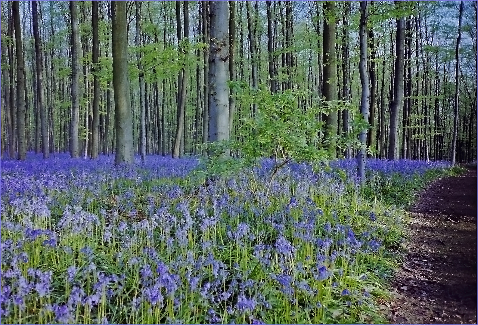 Hêtraie de Hal et son tapis de jacinthes des bois.