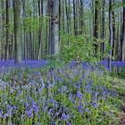 Hêtraie de Hal et son tapis de jacinthes des bois.