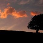 Hêtre des hautes chaumes