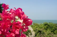 Hua Hin Flower 1