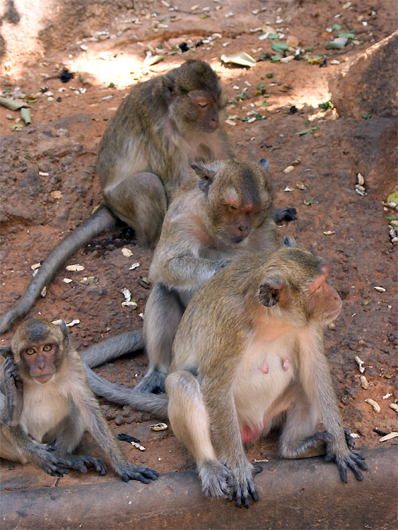 Hua Hin Monkeys 1