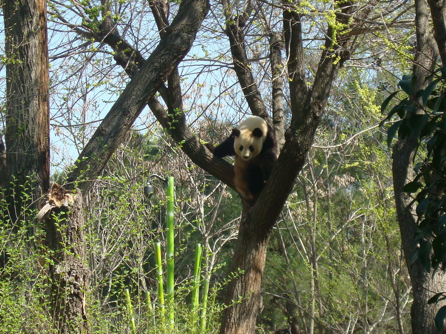 Hua Zui Ba (Osa Panda del Zoo de Madrid)