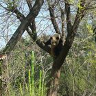 Hua Zui Ba (Osa Panda del Zoo de Madrid)