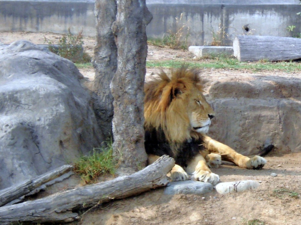 Huachipa Zoo-Lima -Perú