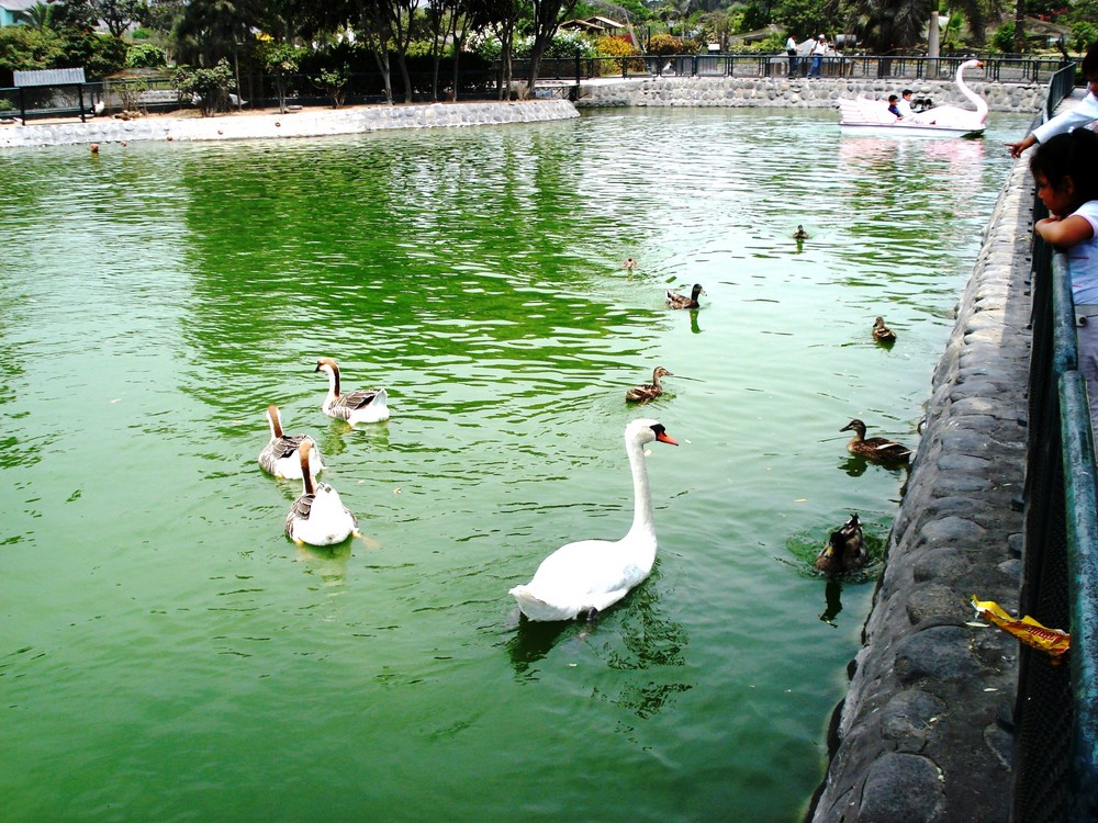 Huachipa Zoo-Lima -Perú