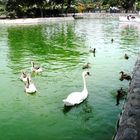 Huachipa Zoo-Lima -Perú