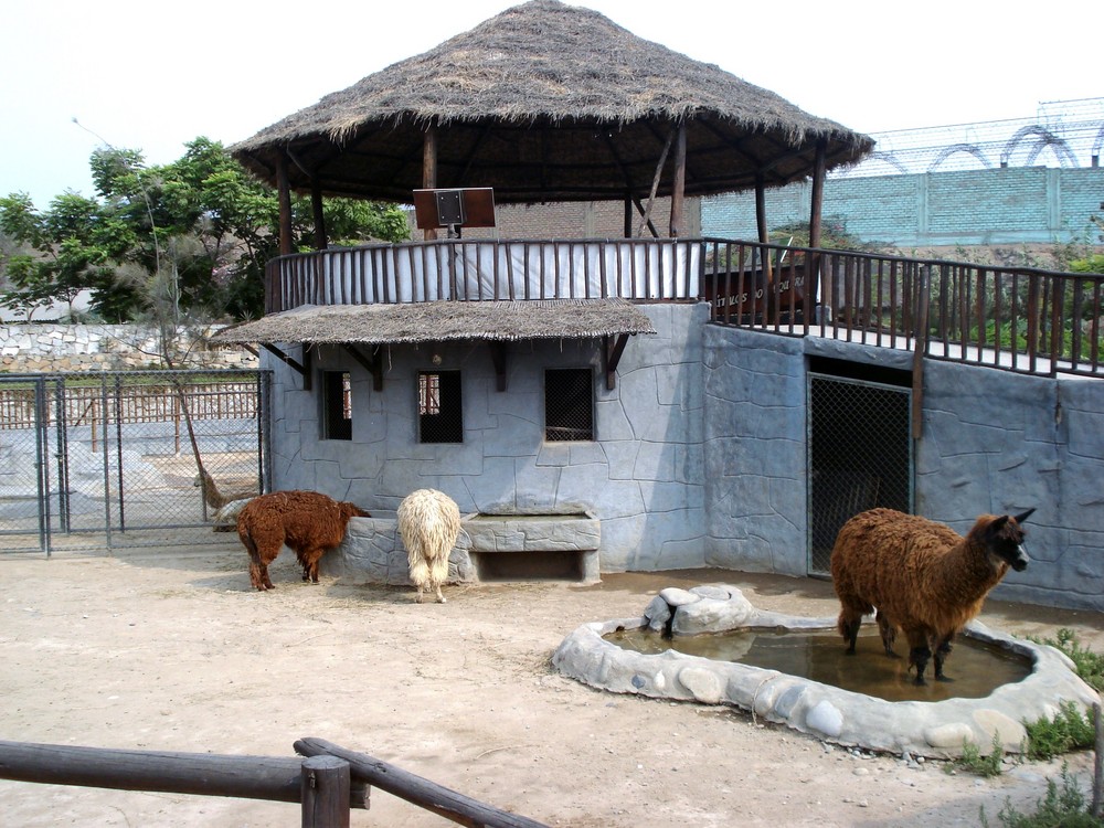 Huachipa Zoo-Lima -Perú