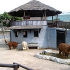 Huachipa Zoo-Lima -Perú