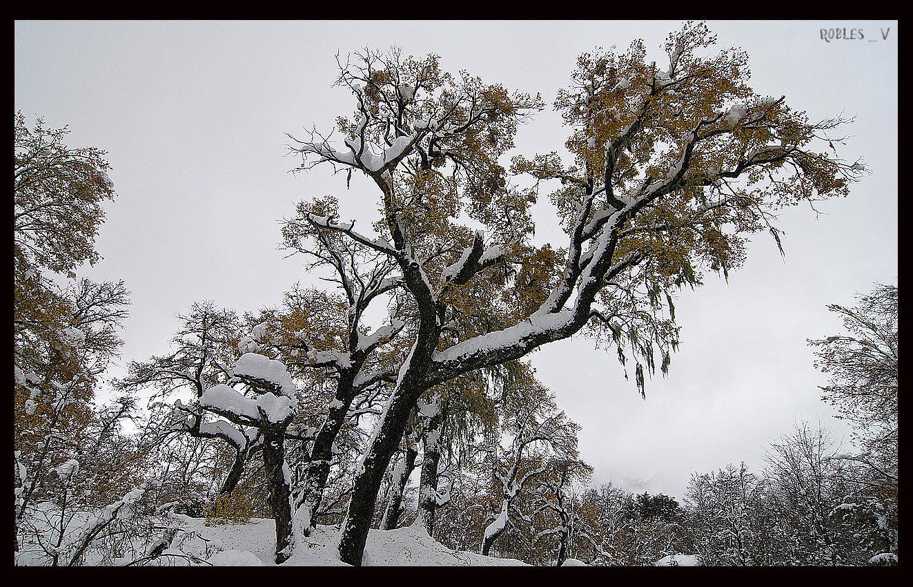 Hualle Nevado