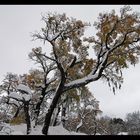 Hualle Nevado