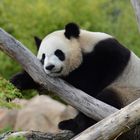 Huan Huan au zoo de beauval