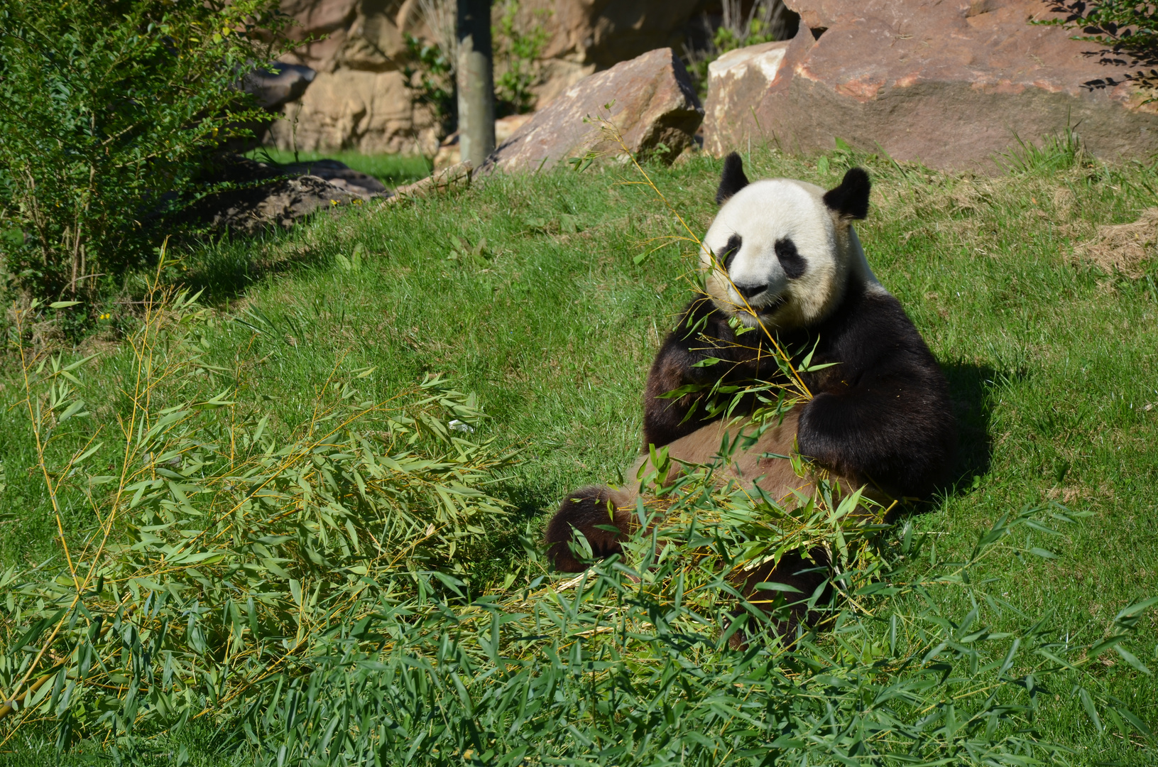 Huan Huan ou Yuan Zi ?