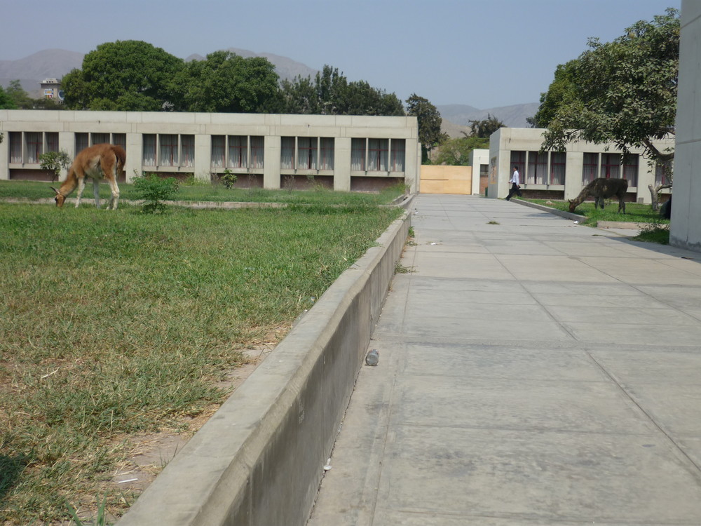 huanacos en la universidad nacional agraria la molina