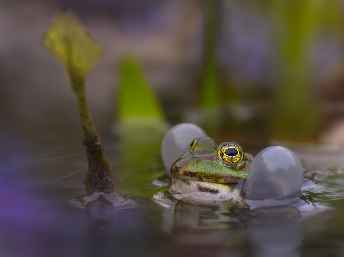 Hubba Bubba Foto & Bild tiere, wildlife, amphibien & reptilien Bilder