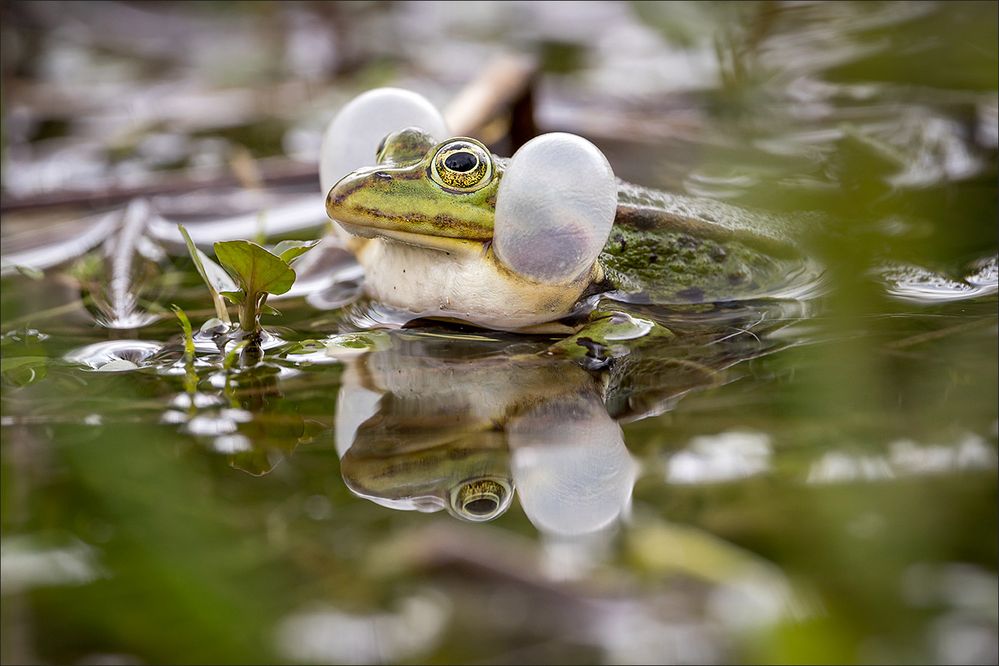 Hubba Bubba Frosch..